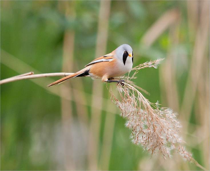 Tom Rose - Bearded Tit.jpg